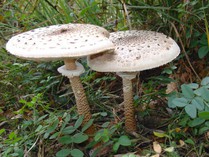 APAGALLUMS